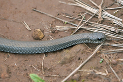 Duberria lutrix