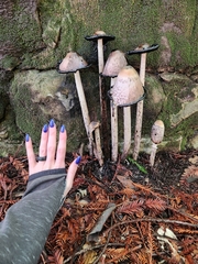 Coprinus comatus