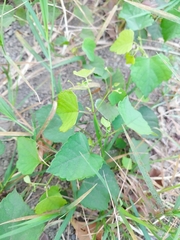 Ampelopsis glandulosa