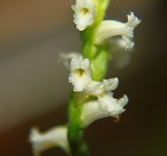 Spiranthes ochroleuca