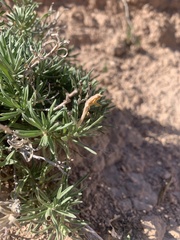 Oenothera lavandulifolia