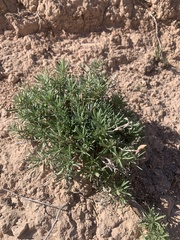 Oenothera lavandulifolia