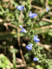 Salvia occidentalis