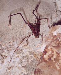 Gonyleptidae