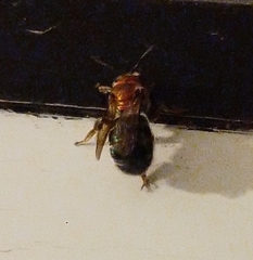 Augochloropsis tupacamaru