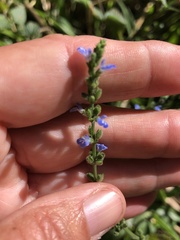 Salvia occidentalis