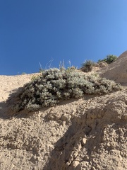 Eriogonum pauciflorum