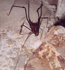 Gonyleptidae