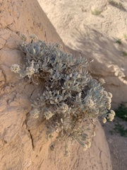 Eriogonum pauciflorum