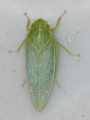 Gyponana