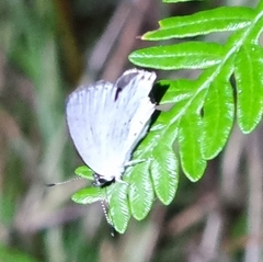 Candalides xanthospilos