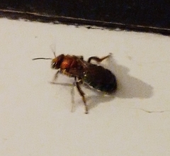 Augochloropsis tupacamaru