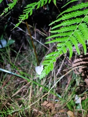 Candalides xanthospilos