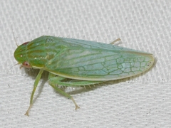 Gyponana