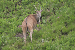 Tragelaphus oryx oryx