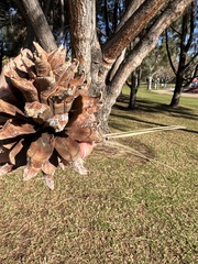 Pinus sabiniana