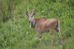 Tragelaphus oryx oryx