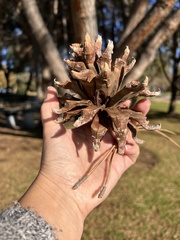 Pinus sabiniana