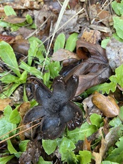 Astraeus hygrometricus