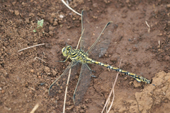 Ceratogomphus pictus