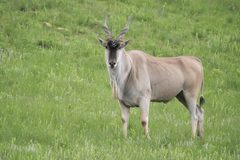 Tragelaphus oryx oryx