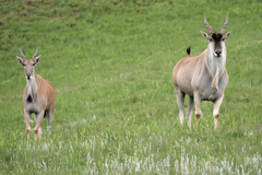 Tragelaphus oryx oryx