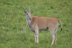 Tragelaphus oryx oryx