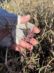 Chloropyron maritimum maritimum
