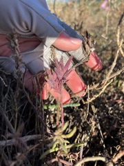 Chloropyron maritimum maritimum