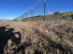 Chloropyron maritimum maritimum
