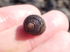 Diloma bicanaliculatum