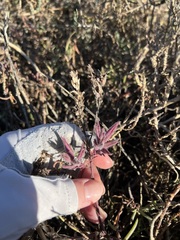 Chloropyron maritimum maritimum