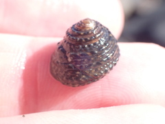 Diloma bicanaliculatum