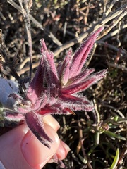 Chloropyron maritimum maritimum
