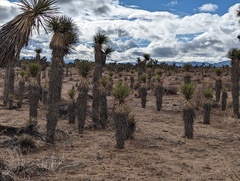 Yucca brevifolia brevifolia