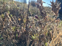 Chloropyron maritimum maritimum