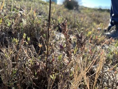Chloropyron maritimum maritimum