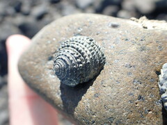 Diloma bicanaliculatum