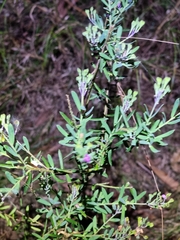 Pultenaea