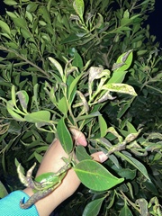 Ligustrum