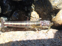 Betaeopsis aequimanus