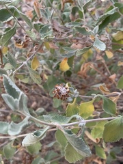 Buddleja marrubiifolia