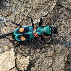 Pseudoxycheila