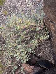Buddleja marrubiifolia