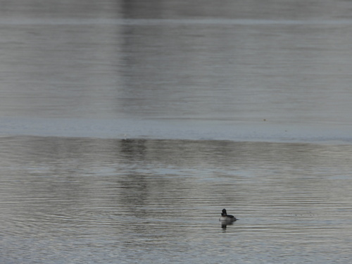Bufflehead photographed in Colorado