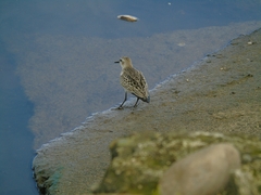 Calidris pusilla