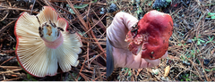 Russula rhodocephala
