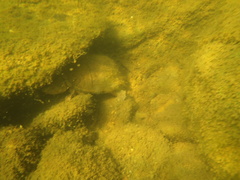 Sternotherus carinatus
