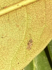 Stephanitis pyrioides