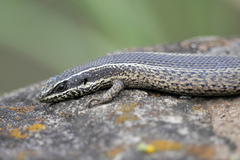 Trachylepis punctatissima